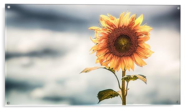  Lone Sunflower Acrylic by Nigel Jones