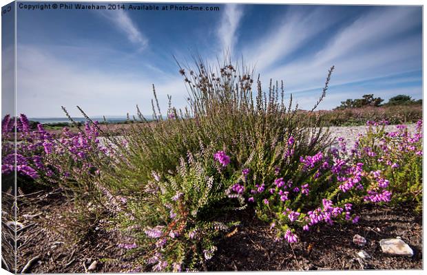  Heather at Arne Canvas Print by Phil Wareham