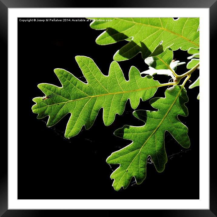 oak leaves Framed Mounted Print by Josep M Peñalver