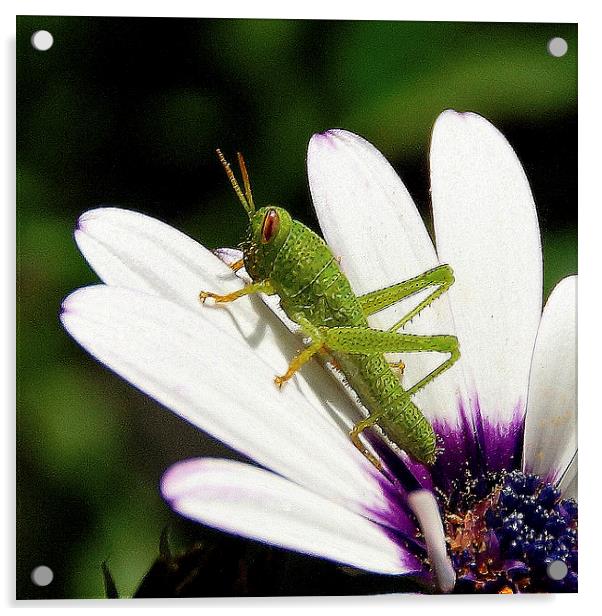  GRASSHOPPER Acrylic by Doug Poplett