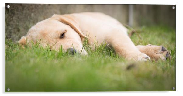 Snooze time - Golden Labrador Acrylic by Simon Wrigglesworth