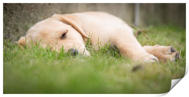 Snooze time - Golden Labrador Print by Simon Wrigglesworth