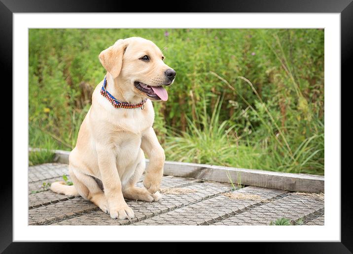 Paw - Labrador Puppy Framed Mounted Print by Simon Wrigglesworth