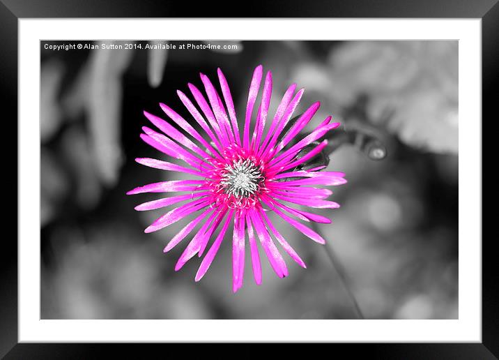  In the pink !  Framed Mounted Print by Alan Sutton
