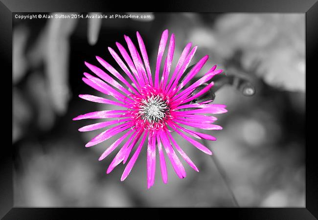  In the pink !  Framed Print by Alan Sutton