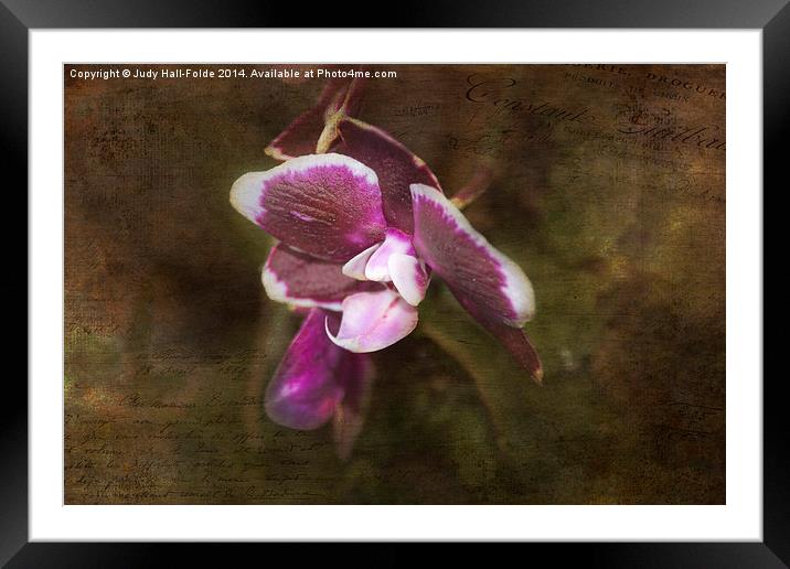  Exotic Framed Mounted Print by Judy Hall-Folde