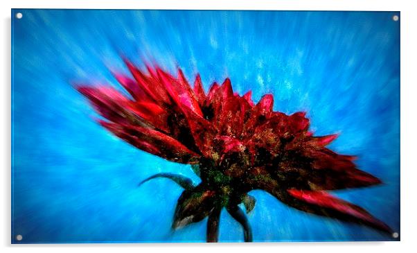  flora closeup Acrylic by dale rys (LP)