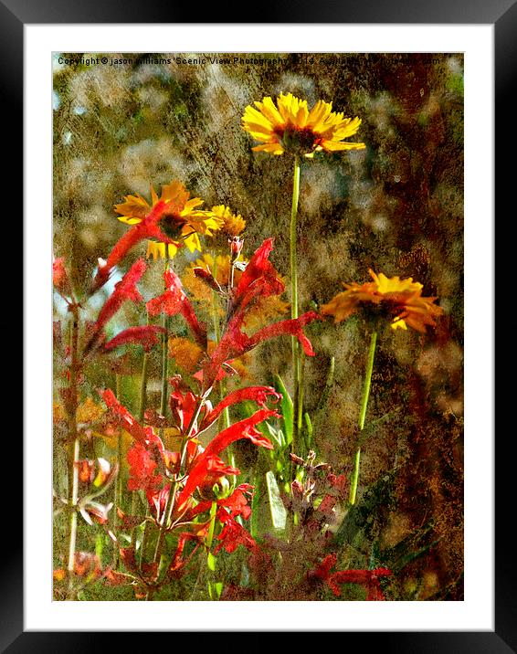 Catching light Framed Mounted Print by Jason Williams