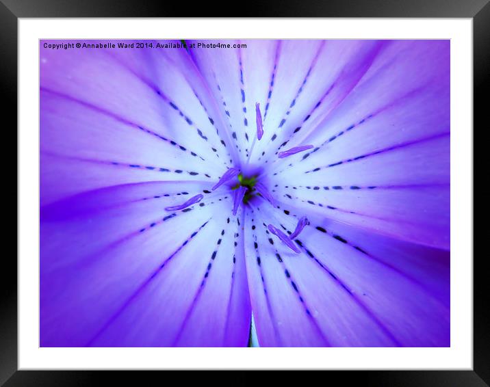 Face of Violet Framed Mounted Print by Annabelle Ward