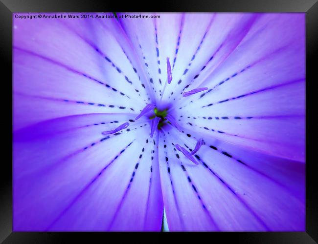 Face of Violet Framed Print by Annabelle Ward