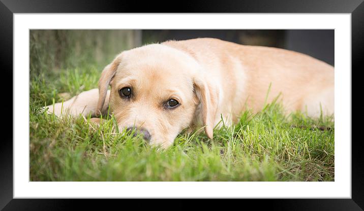 Puppy time Framed Mounted Print by Simon Wrigglesworth