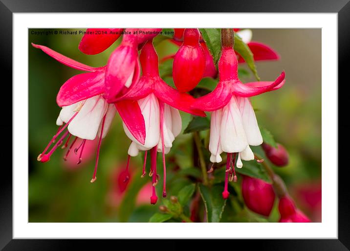  Fuchsia Flowers Framed Mounted Print by Richard Pinder