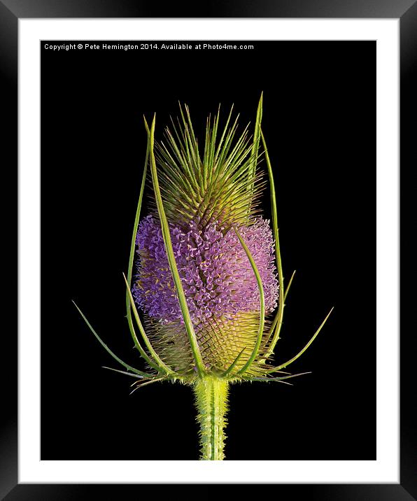  Flowering Teasel Framed Mounted Print by Pete Hemington