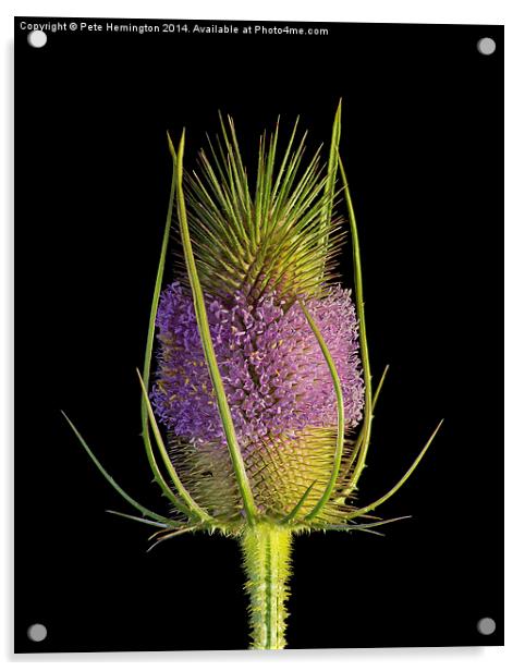 Flowering Teasel Acrylic by Pete Hemington