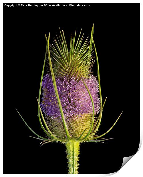  Flowering Teasel Print by Pete Hemington