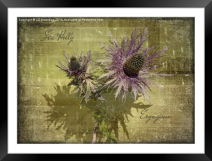 Eryngium  Framed Mounted Print by LIZ Alderdice