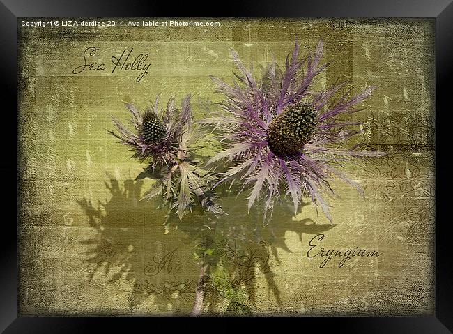 Eryngium  Framed Print by LIZ Alderdice