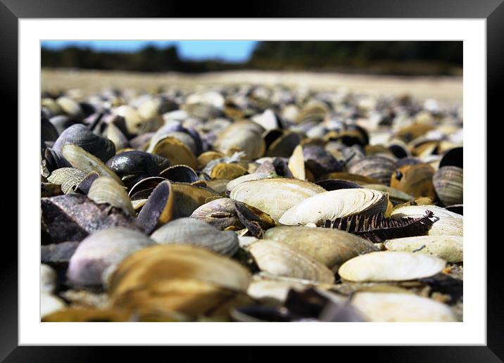 Shells Framed Mounted Print by Adam Levy