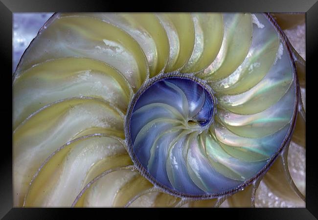 Inside A Nautilus Shell Framed Print by Tom and Dawn Gari