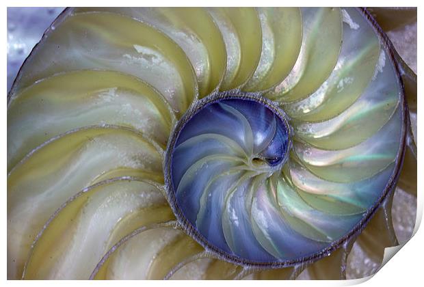  Inside A Nautilus Shell Print by Tom and Dawn Gari