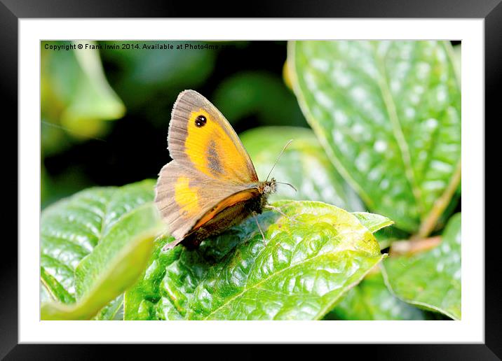  The Meadow Brown Butterfly Framed Mounted Print by Frank Irwin