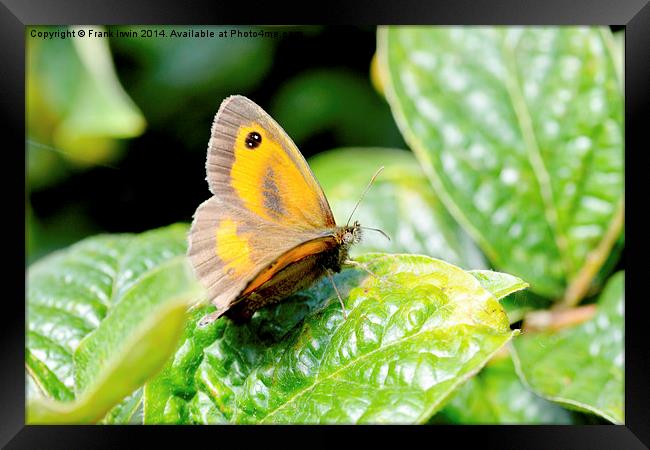  The Meadow Brown Butterfly Framed Print by Frank Irwin