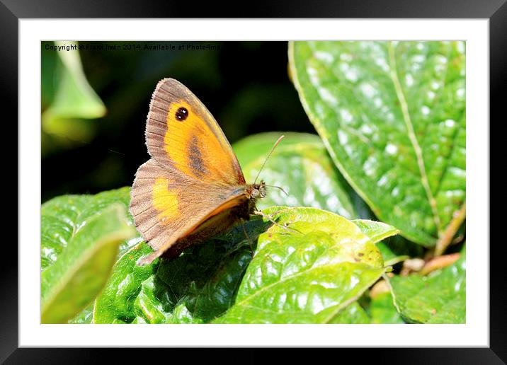  The Meadow Brown butterfly Framed Mounted Print by Frank Irwin