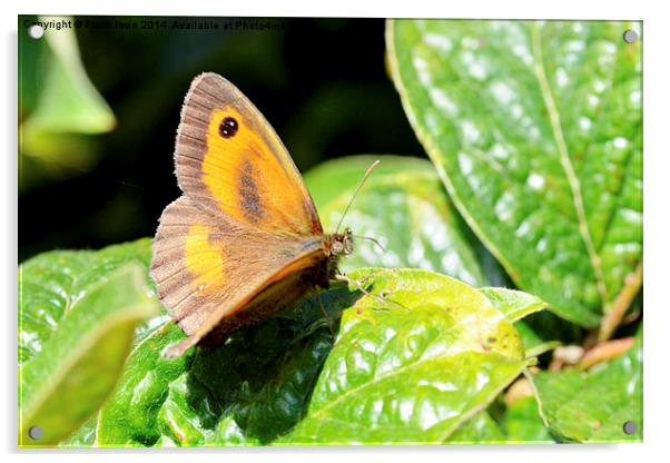 The Meadow Brown butterfly Acrylic by Frank Irwin