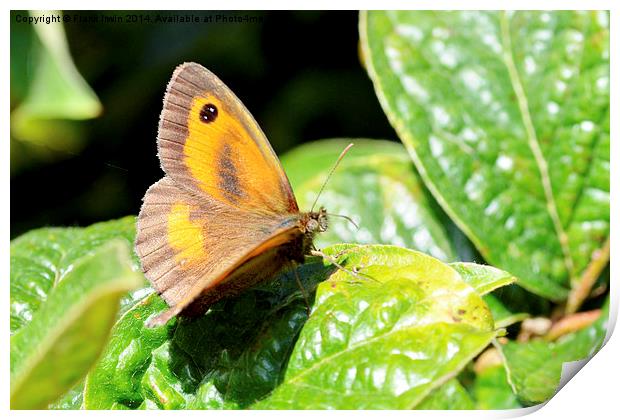  The Meadow Brown butterfly Print by Frank Irwin