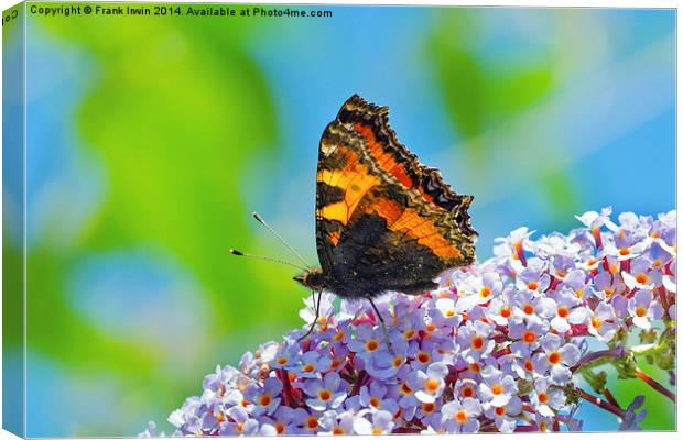  The Tortoiseshell butterfly Canvas Print by Frank Irwin