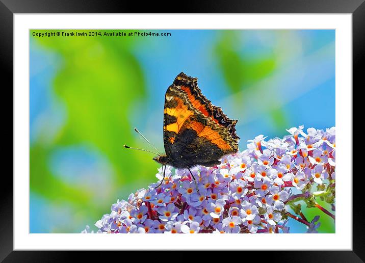  The Tortoiseshell butterfly Framed Mounted Print by Frank Irwin