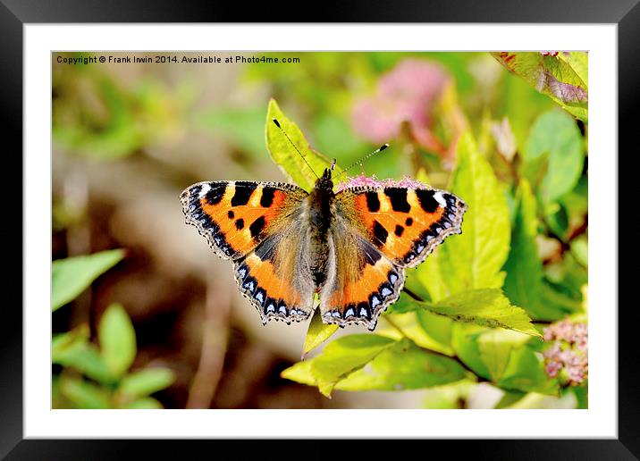 The Tortoiseshell butterfly Framed Mounted Print by Frank Irwin