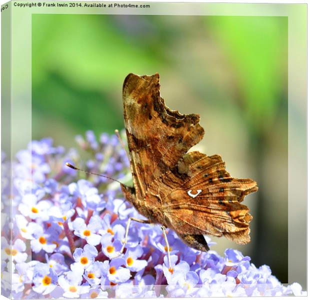  The Comma butterfly Canvas Print by Frank Irwin