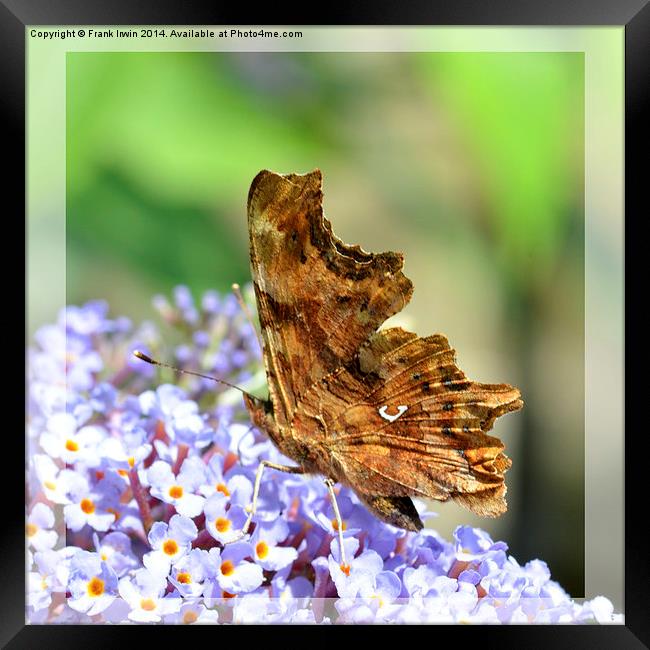  The Comma butterfly Framed Print by Frank Irwin