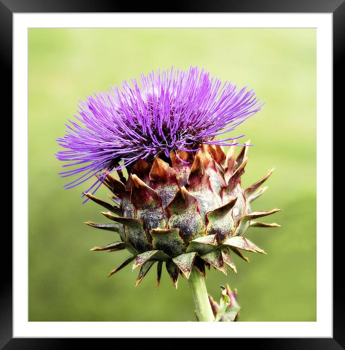 Purple Cadroon Framed Mounted Print by Michelle BAILEY