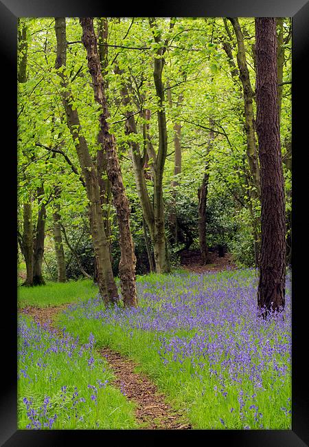  Bluebell Path Framed Print by Michelle BAILEY