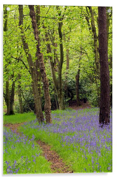  Bluebell Path Acrylic by Michelle BAILEY