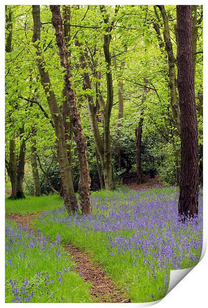  Bluebell Path Print by Michelle BAILEY