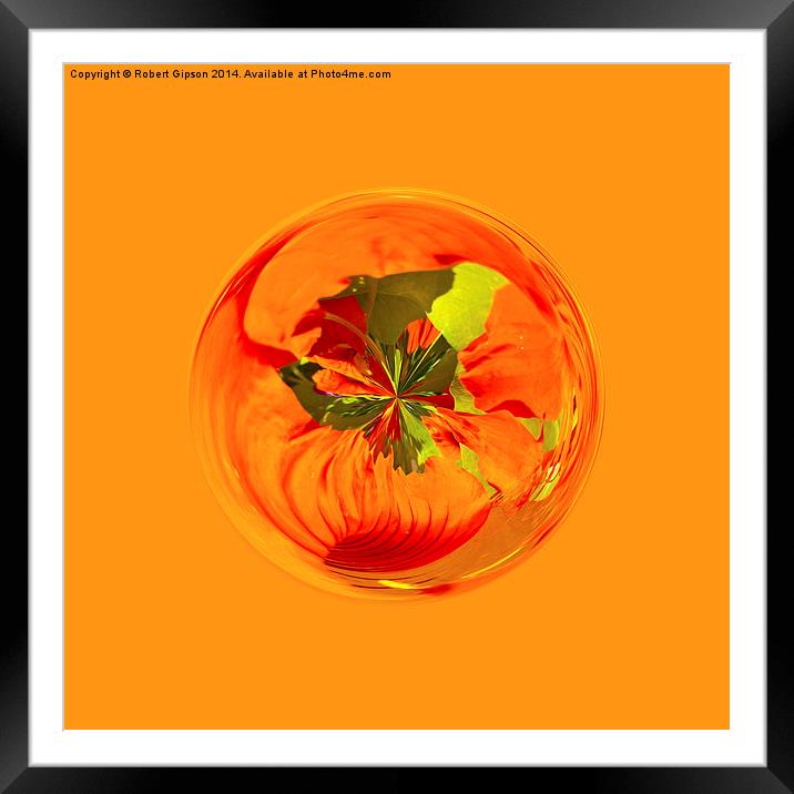  Orange flower in globe Framed Mounted Print by Robert Gipson