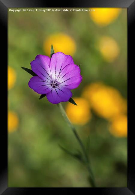  Alone Framed Print by David Tinsley