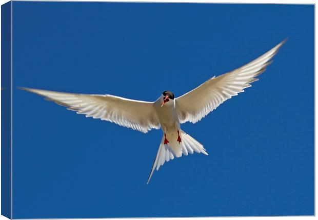  Arctic Tern Canvas Print by Sue Dudley