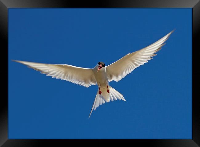  Arctic Tern Framed Print by Sue Dudley