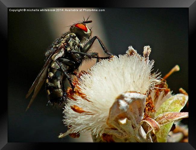 The Fly  Framed Print by michelle whitebrook