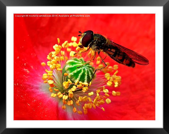Pollen collector  Framed Mounted Print by michelle whitebrook
