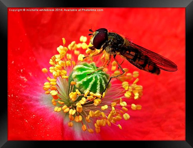 Pollen collector  Framed Print by michelle whitebrook