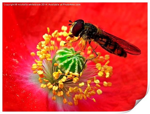 Pollen collector  Print by michelle whitebrook