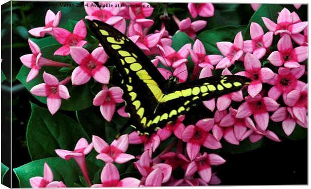  Swallowtail on Pink Flower Canvas Print by Karen Martin