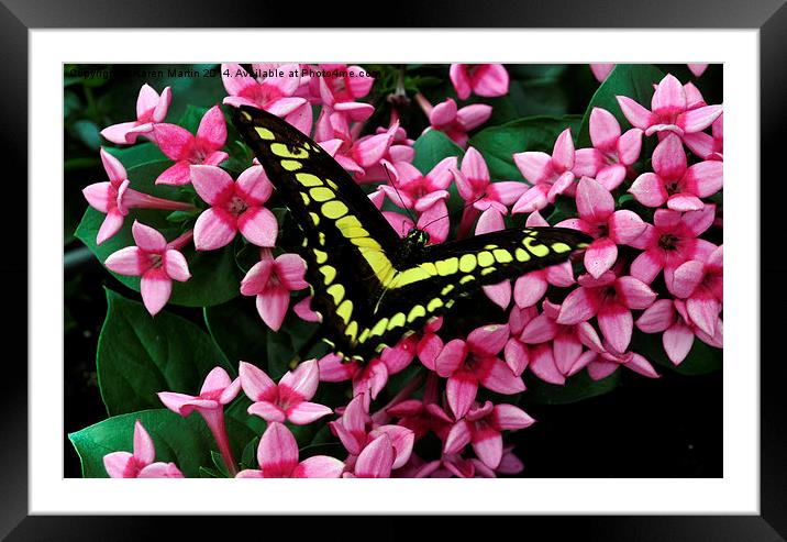  Swallowtail on Pink Flower Framed Mounted Print by Karen Martin