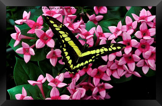  Swallowtail on Pink Flower Framed Print by Karen Martin
