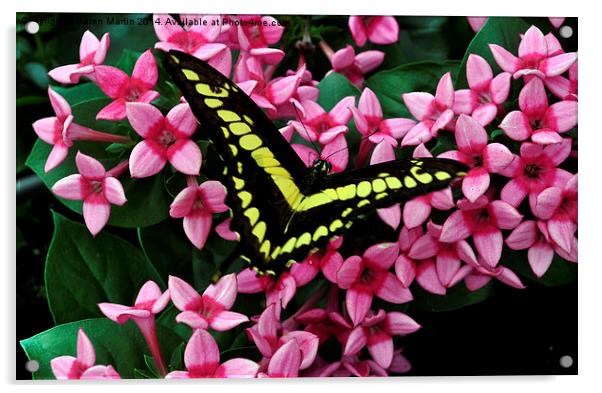  Swallowtail on Pink Flower Acrylic by Karen Martin
